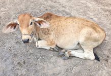 लंपी वायरस से दम तोड़ रहे पशु : न डाक्टर, न दवाइयां, चंबा जिला के 25 अस्पतालों में 11 चिकित्सक