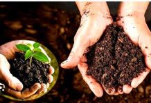 मानव स्वास्थ्य के लिए लाभदायक है जैविक खेती