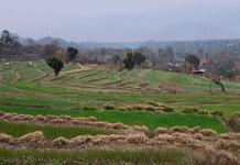 बदलते मौसम के कारण गेहूं की फसल पर मंडराने लगा खतरा